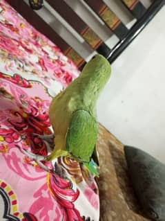 fly tamed mithu beta