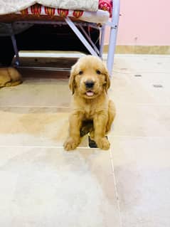 American golden retriever puppies