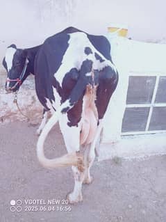cow for sale