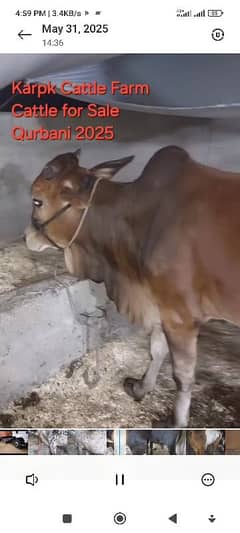 qurbani