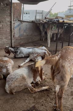 Makhi Chenay bakry goats, Bakra