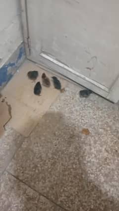 hen and chiks