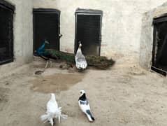 peacock