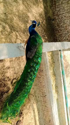 Peacock