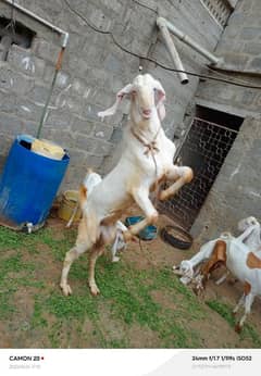 gulabi bakra