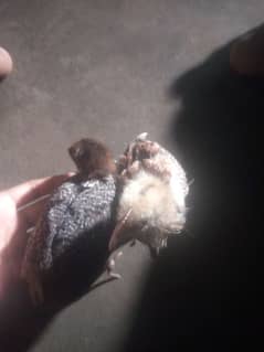 I'm need for sell