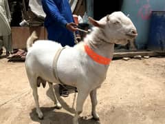 bakra
