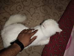 boht zabardast ha urgent sale