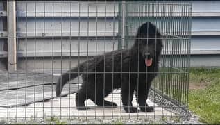 German shepherd black pure pedigree microchipped puppy available