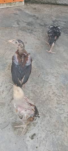 pure miianwali nasal 3 chicks available