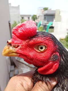 INDIAN