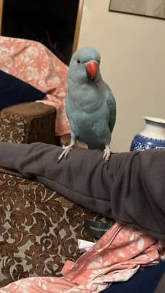 Blue Ringneck parrot