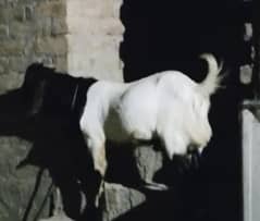 Qurbani