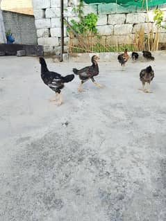 Aseel Chick Pair