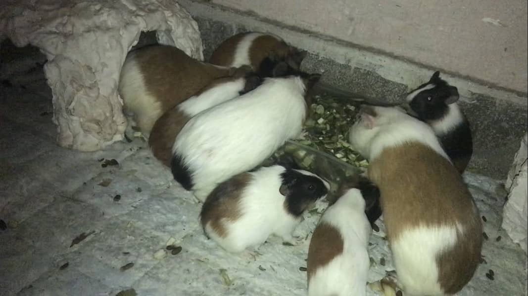 Guinea Pigs Breeder 1
