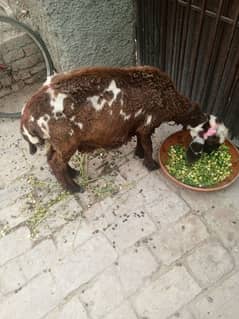 dombi
