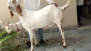 Makki cheena Bakra (2-Dant).