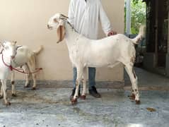 Makki cheena Bakra (2-Dant).
