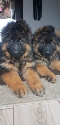 German shepherd pink pedigree puppies available for sale microchip