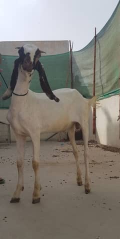 goats available for qurbani 2k25