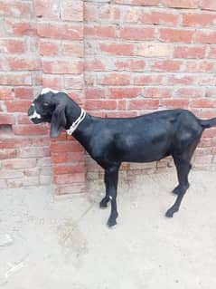 bakra