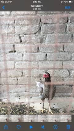 Aseel