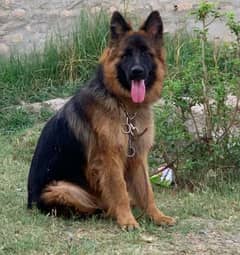 German shepherd long coat Male