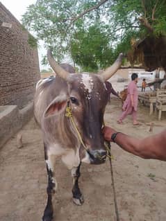 Qurbani
