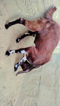 bakri path & goat