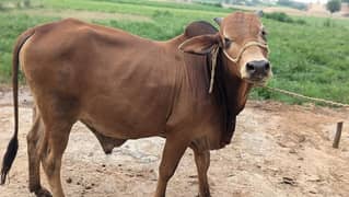 qurbani bull for sale in reasonable price, phone number 03178310728