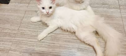 female Persian kitten