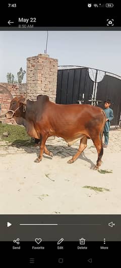 Bull For Qurbani | Cow | bachra | wacha | Qurbani 2025