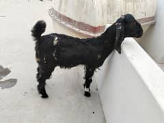 2 baby male goats