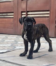 Cane