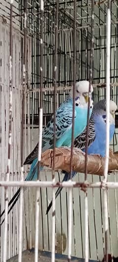 king size Australian pair