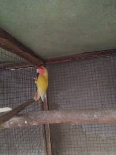 lovebirds