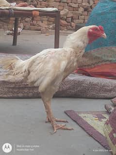 Heera aseel