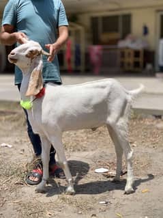 bakra for sale 45 kg