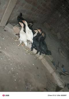 aseel