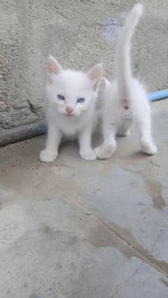 kitten