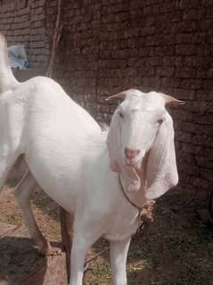 bakra