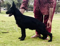 Top Quality German Shepherd Pup
