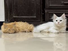 Persian Cats Pair Vaccinated