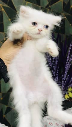 Odd eyes male kitten