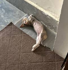 Kitten