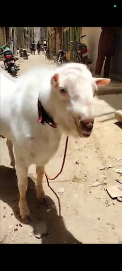 Pure gulabi teddy andu bakra for sale