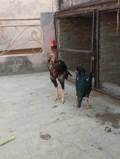 Thai and Indian cross Madi or pure Pakistan