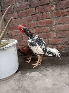 assel patha homebreed