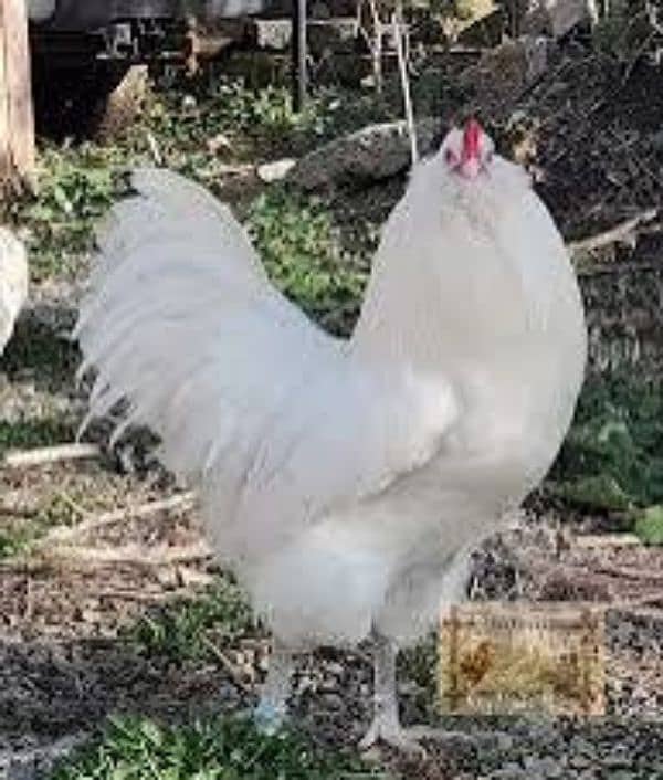 ameracana blue eggs layer 0