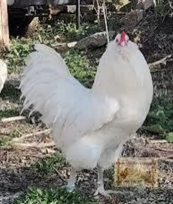 ameracana blue eggs layer